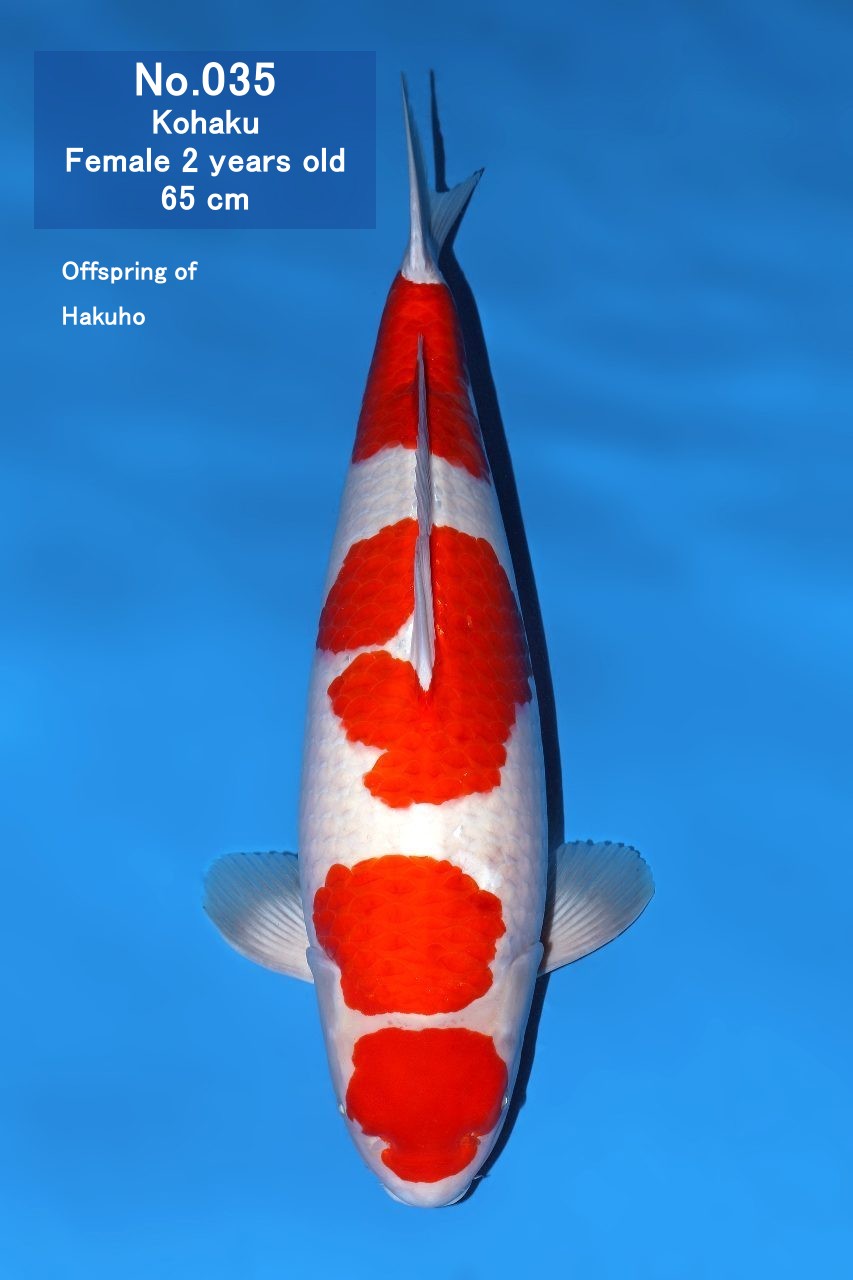 Koi