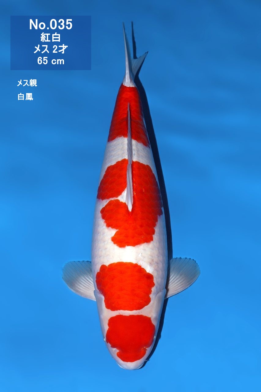 鯉