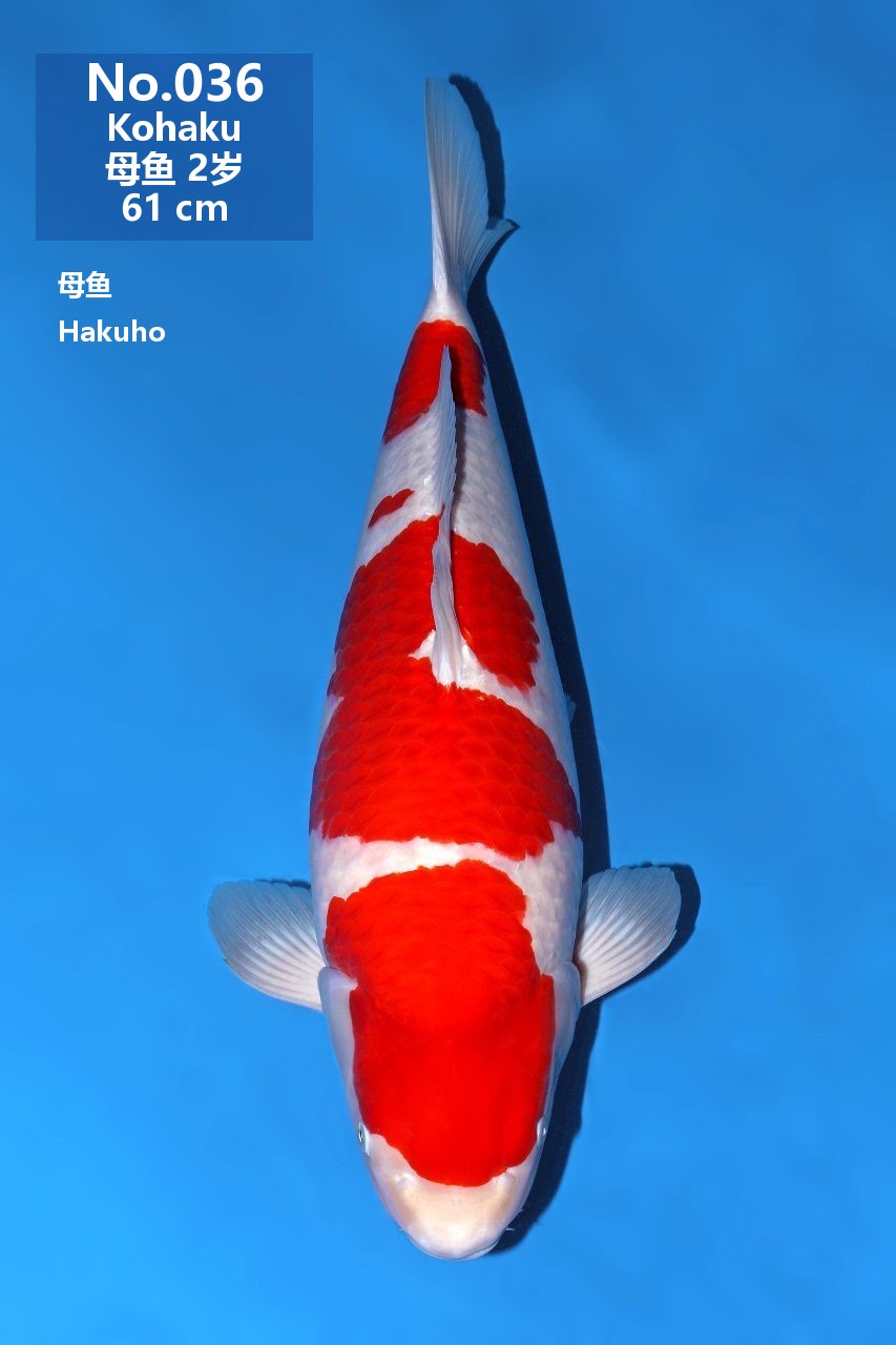 鯉