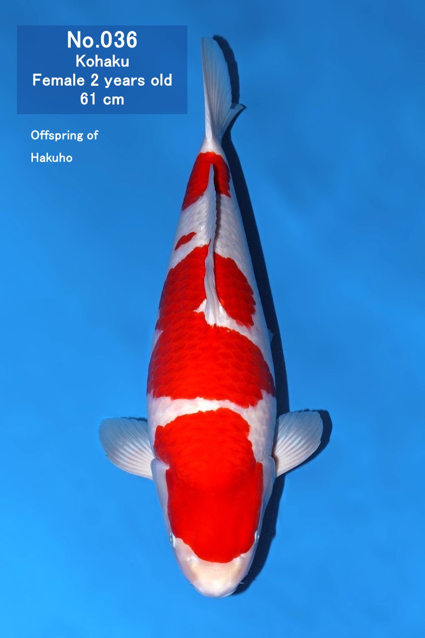 Koi