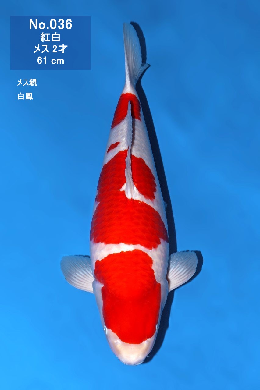 鯉