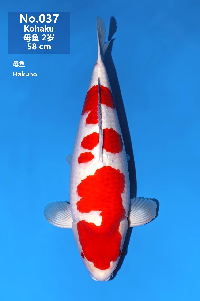 鯉