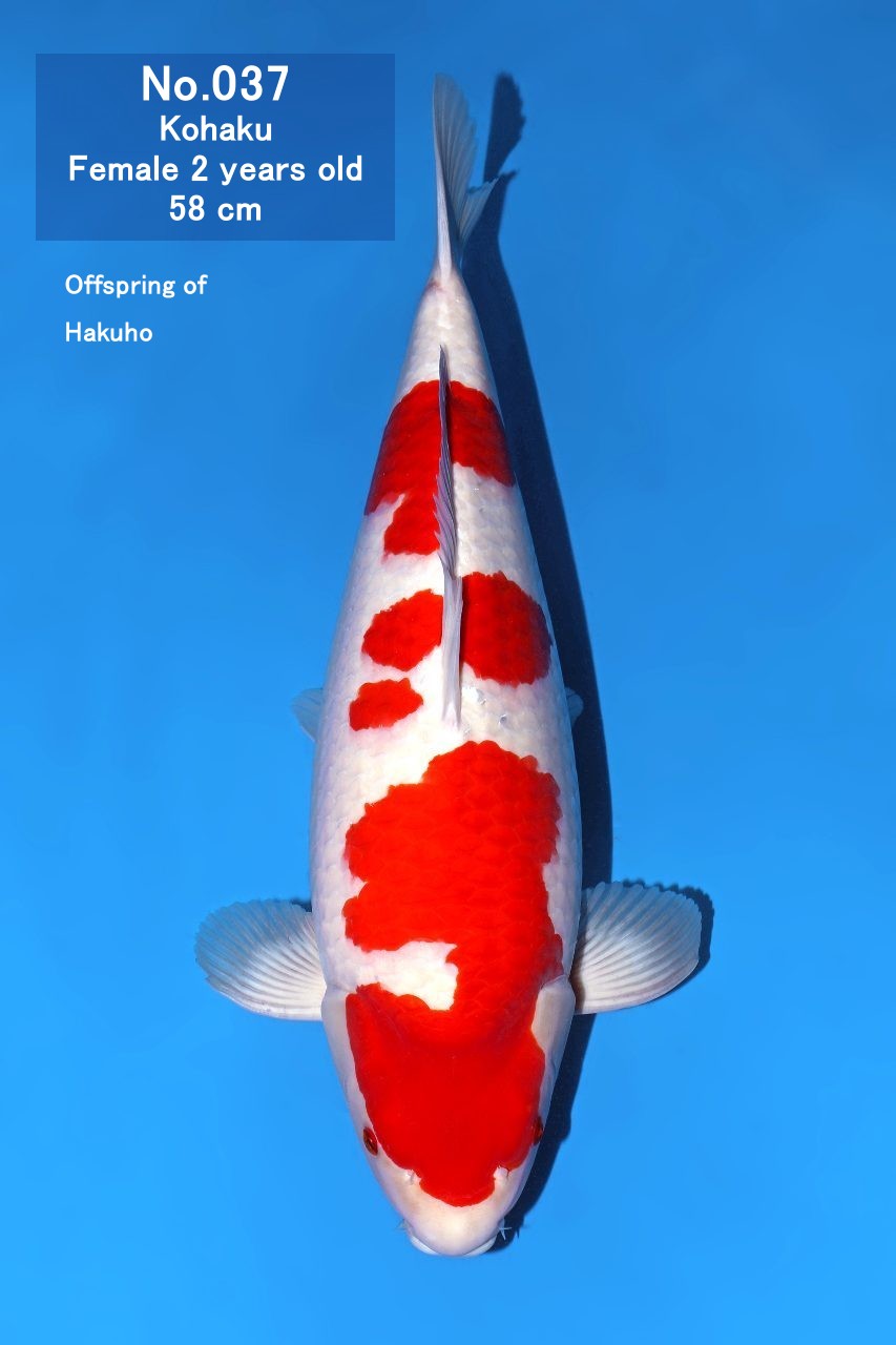 Koi
