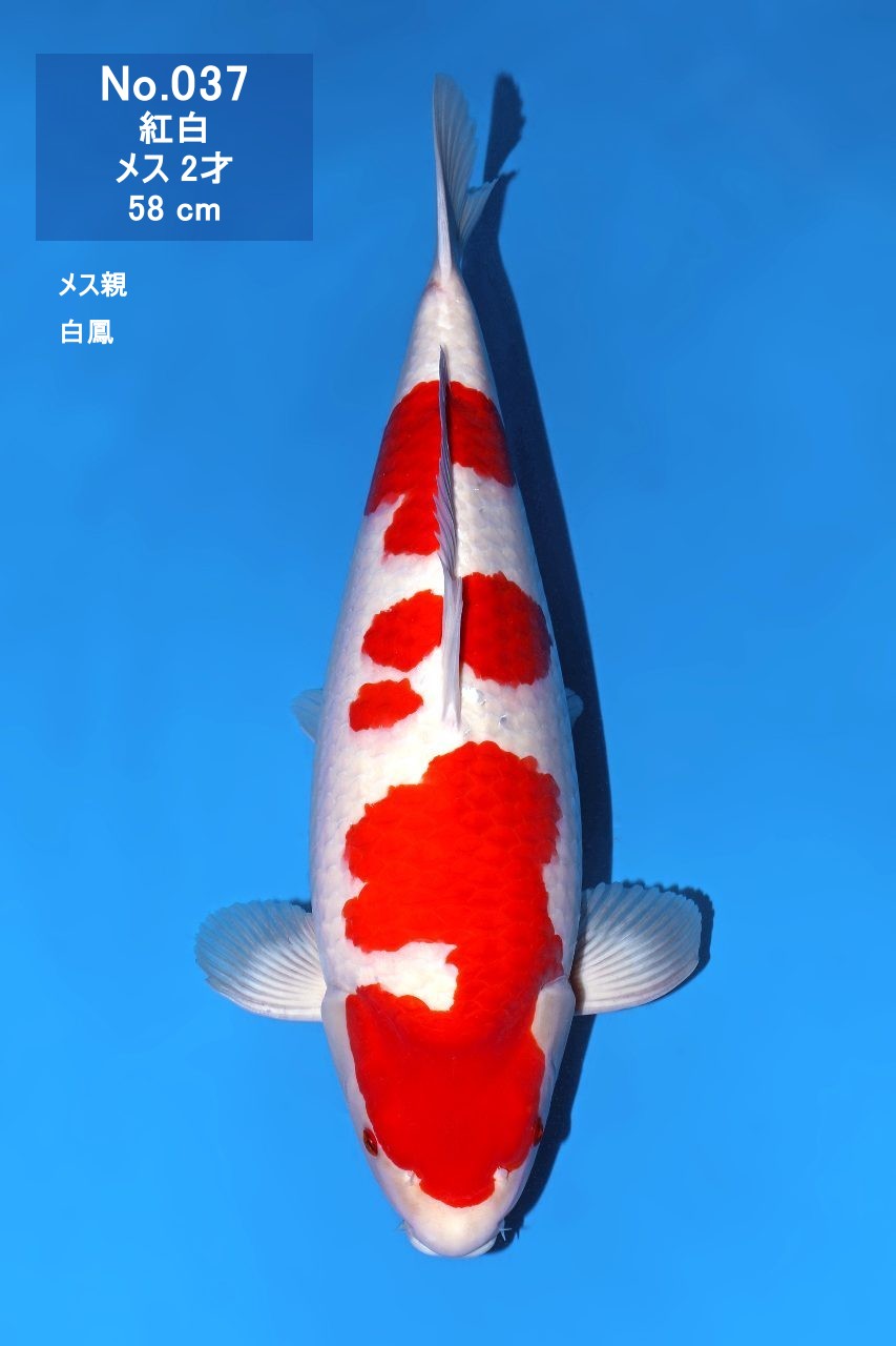 鯉