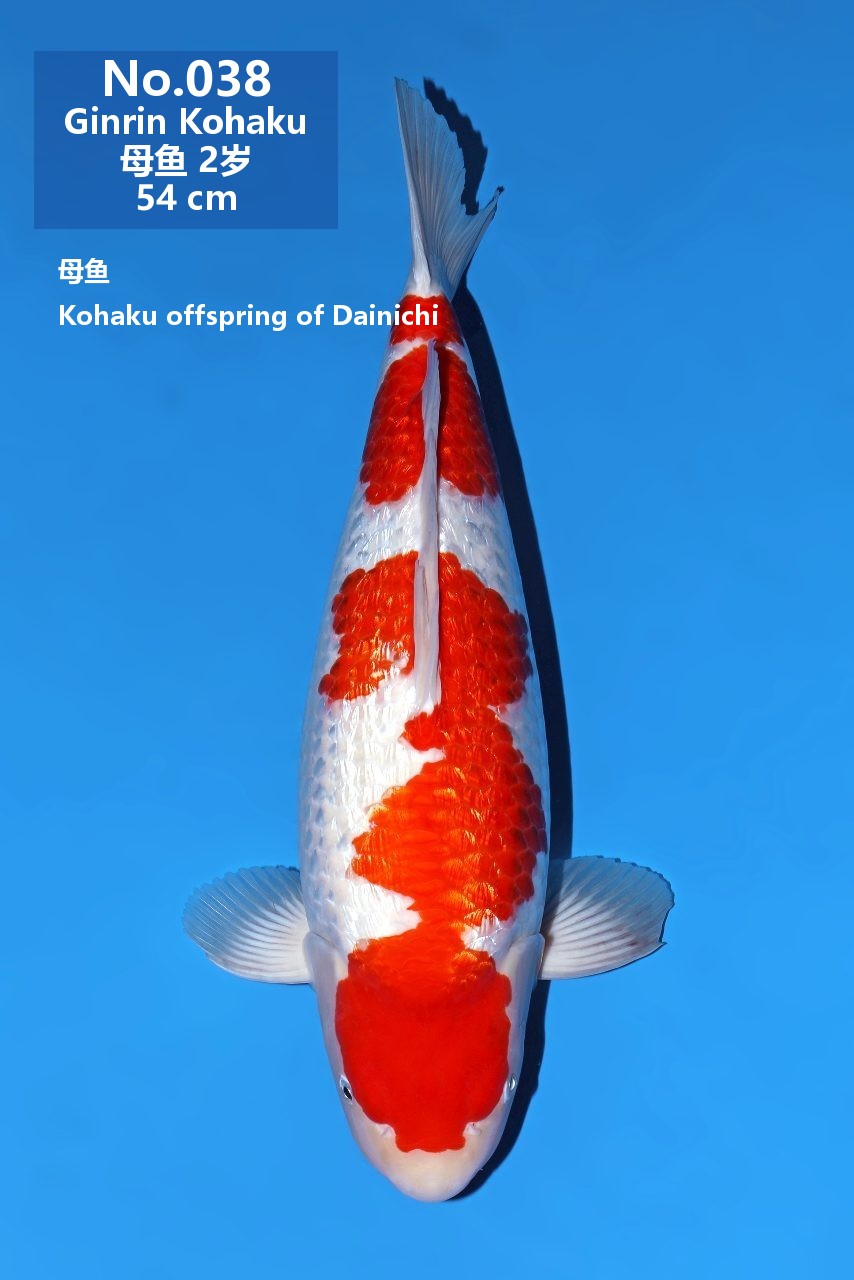 鯉