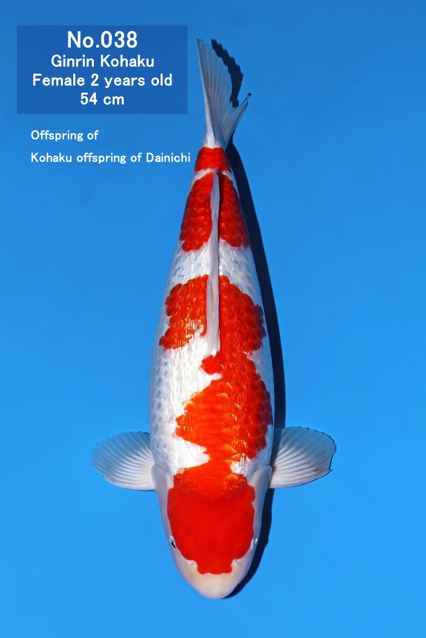 Koi