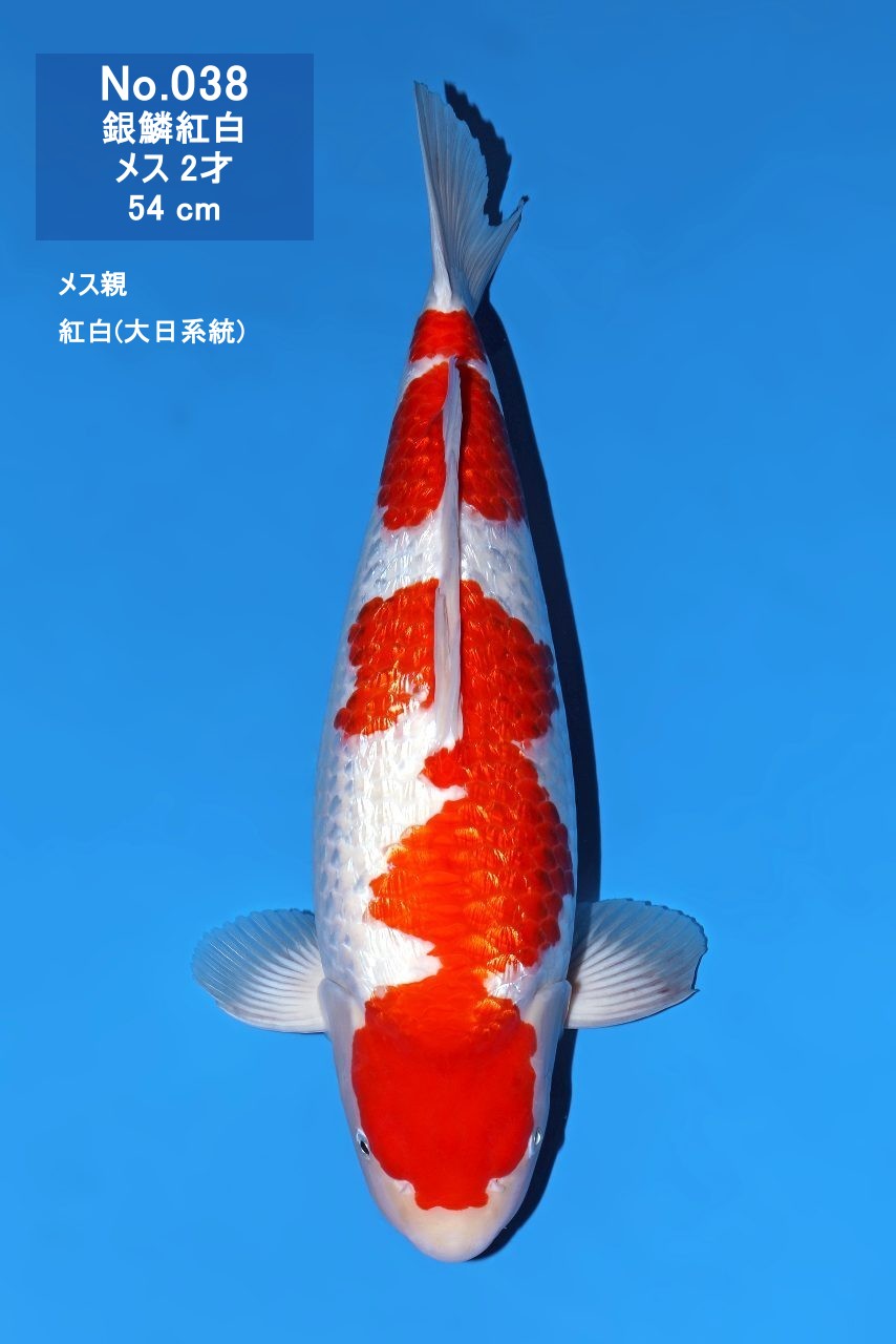 鯉