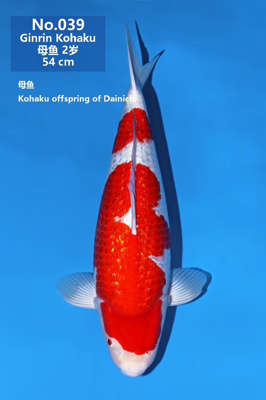 鯉