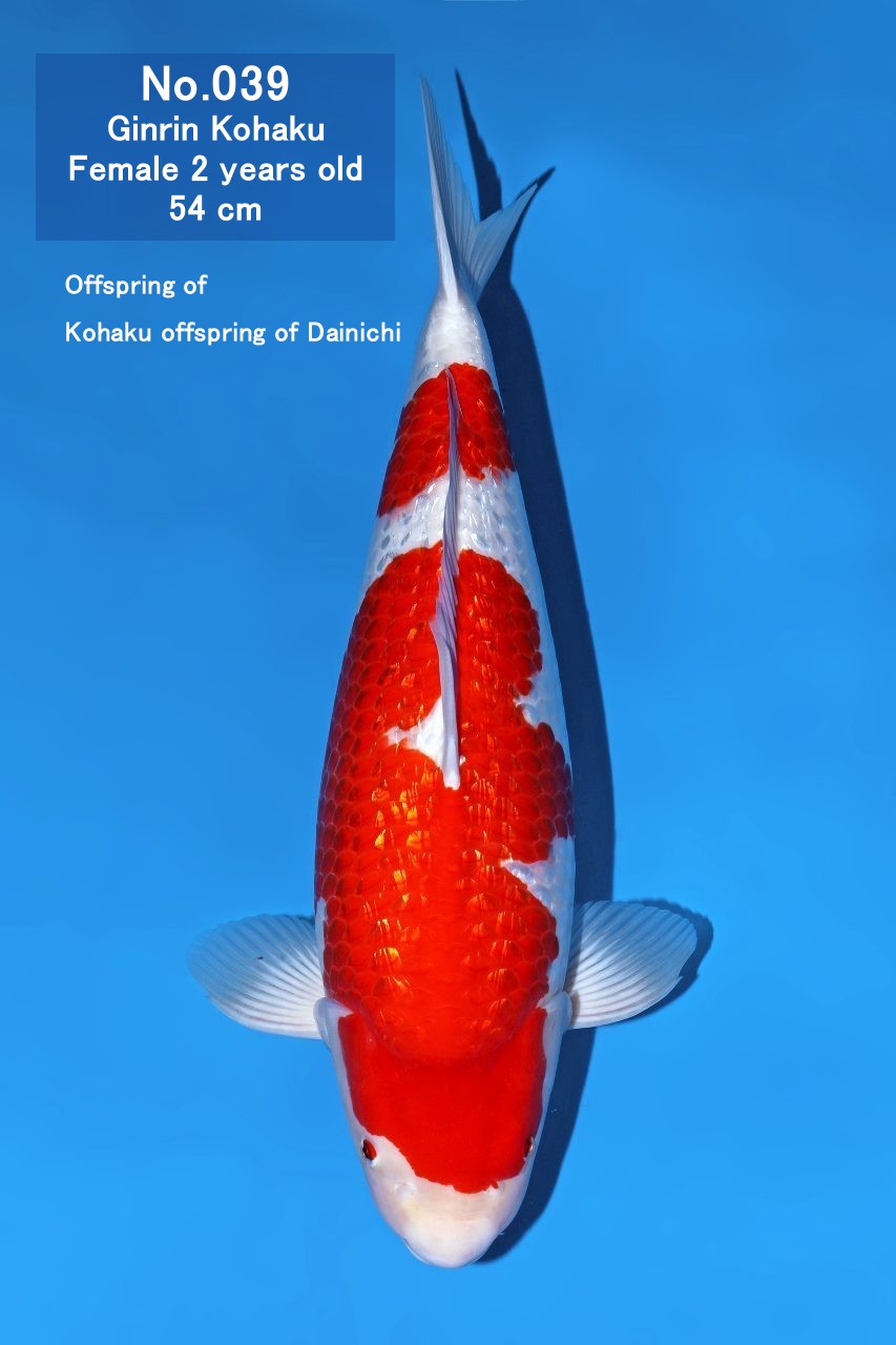 Koi