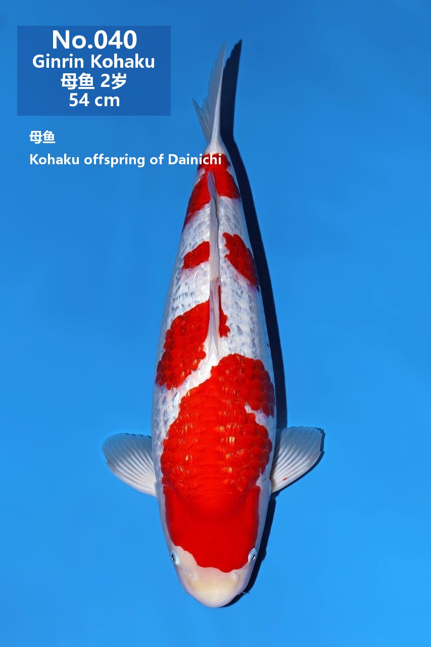鯉