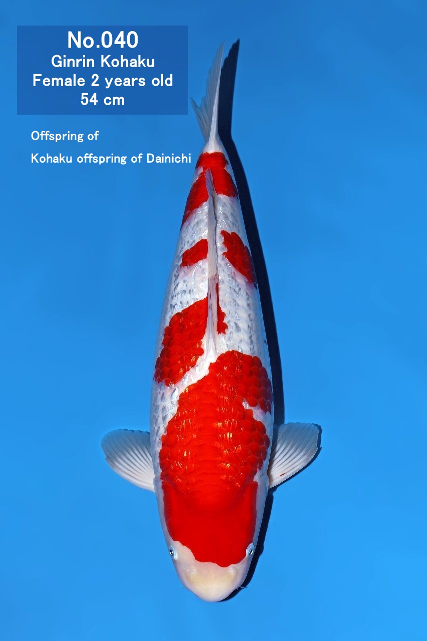 Koi