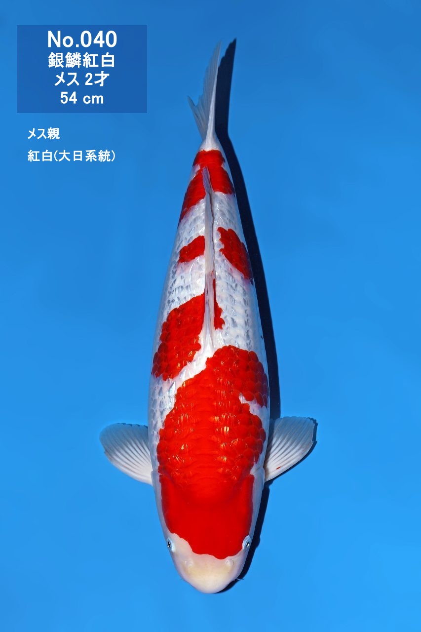 鯉