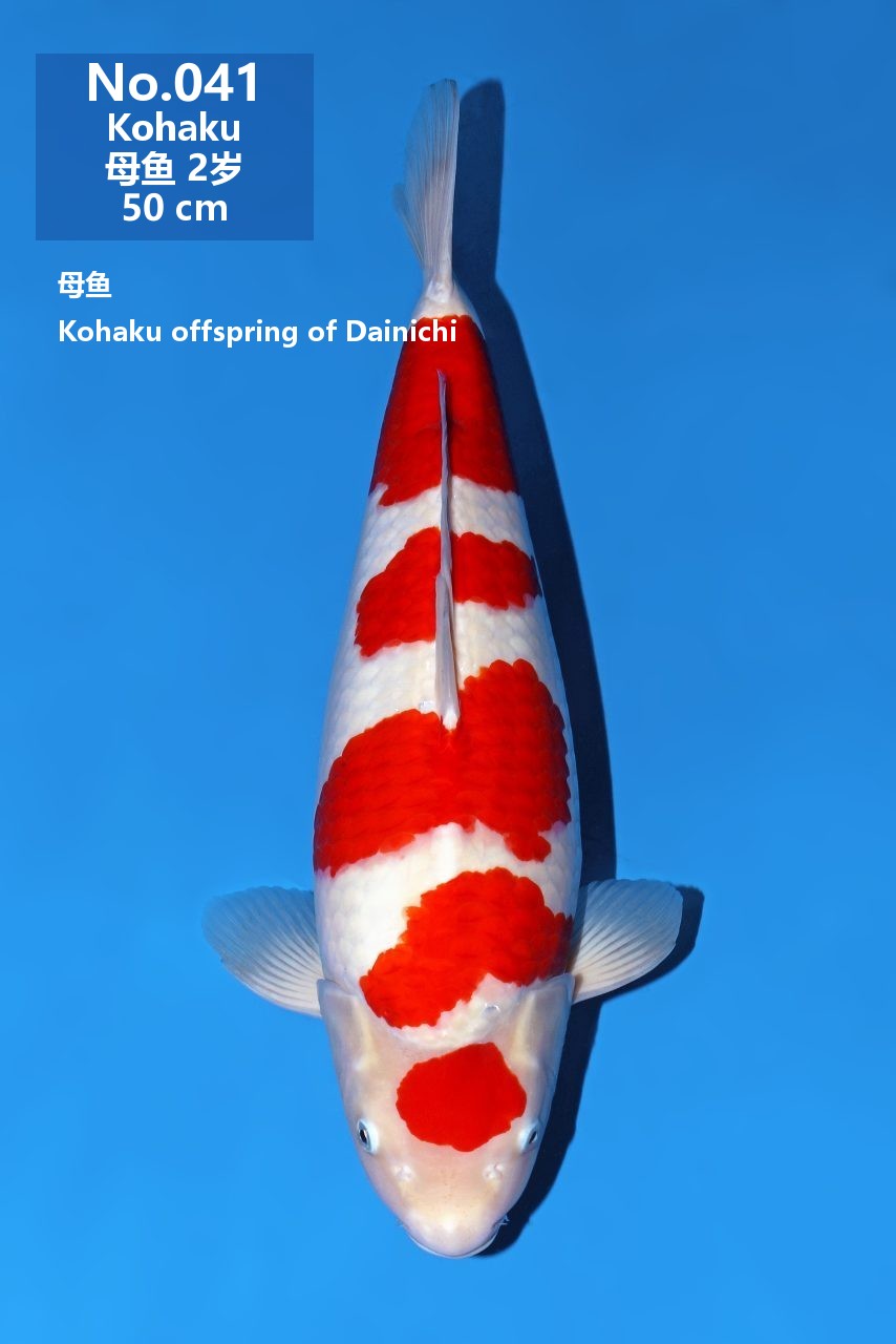 鯉