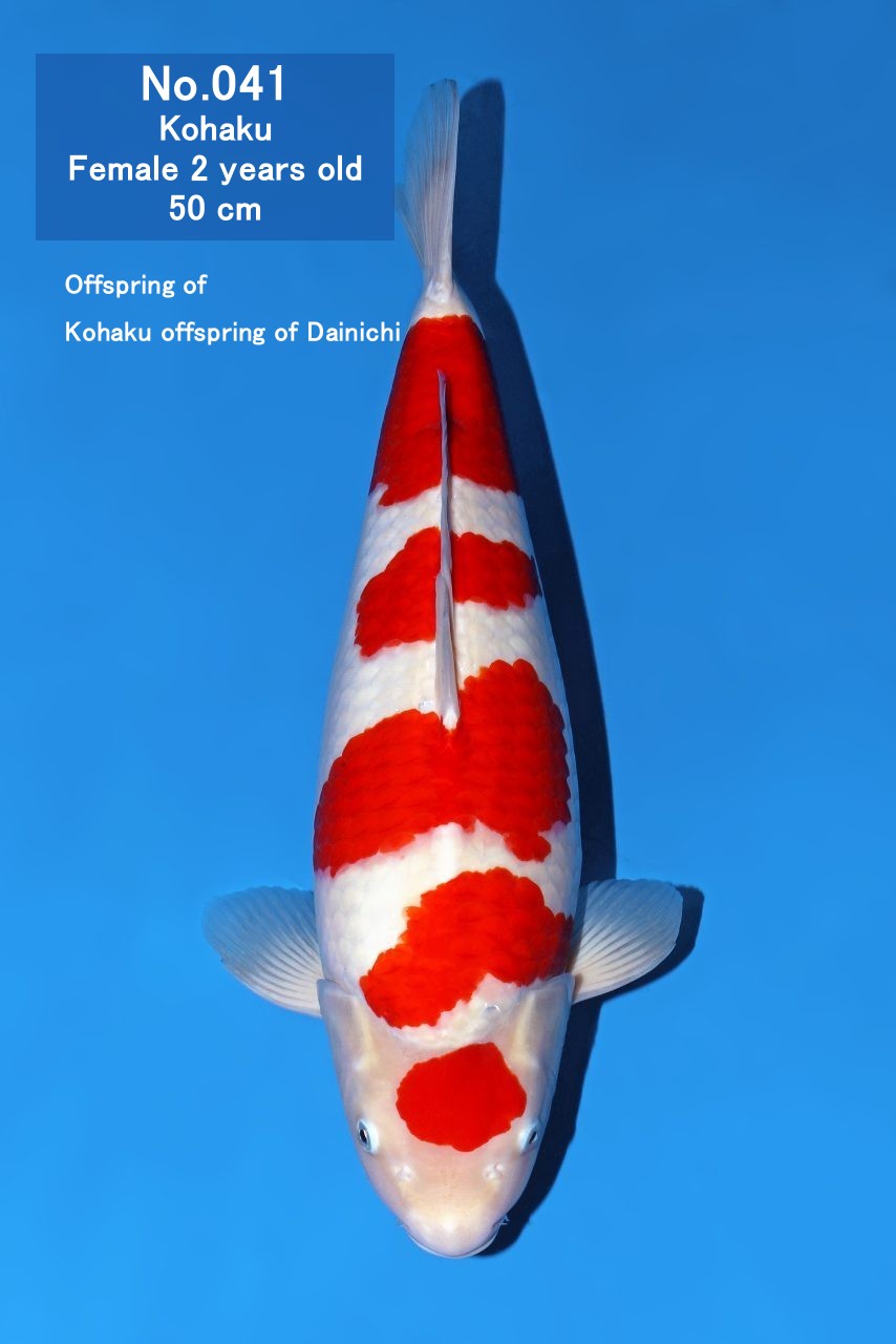 Koi