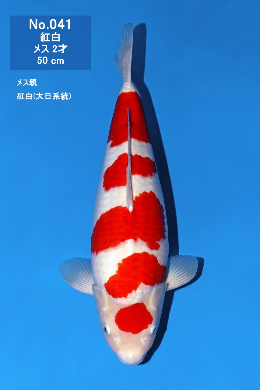 鯉
