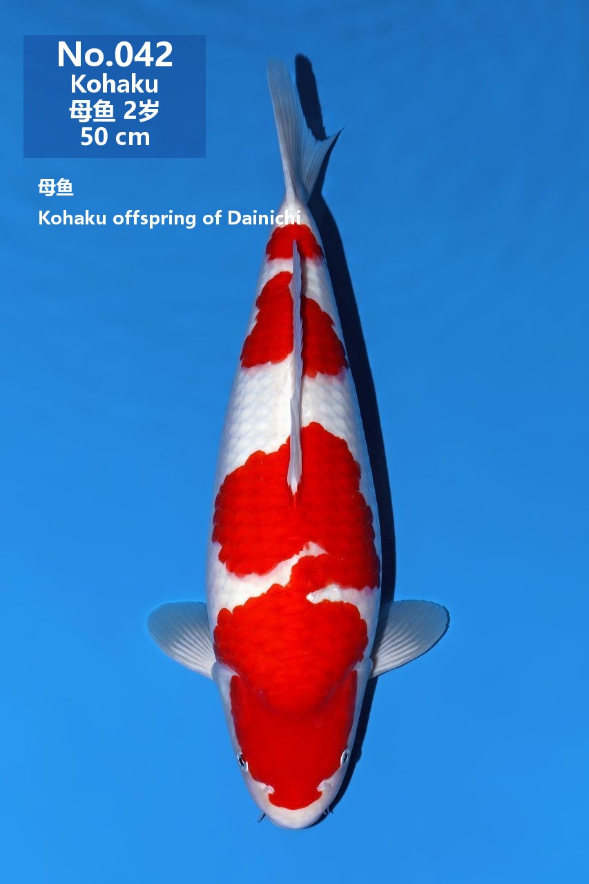 鯉