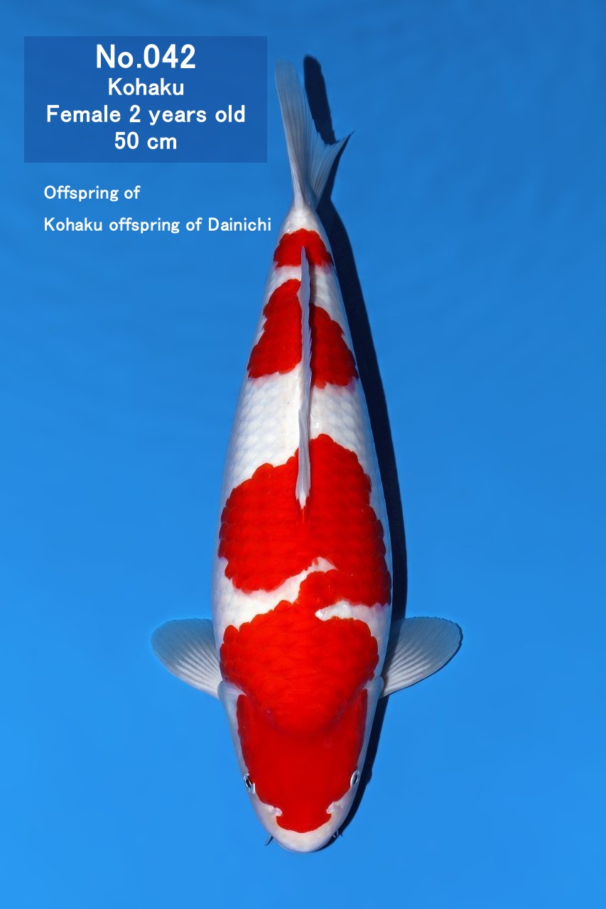 Koi