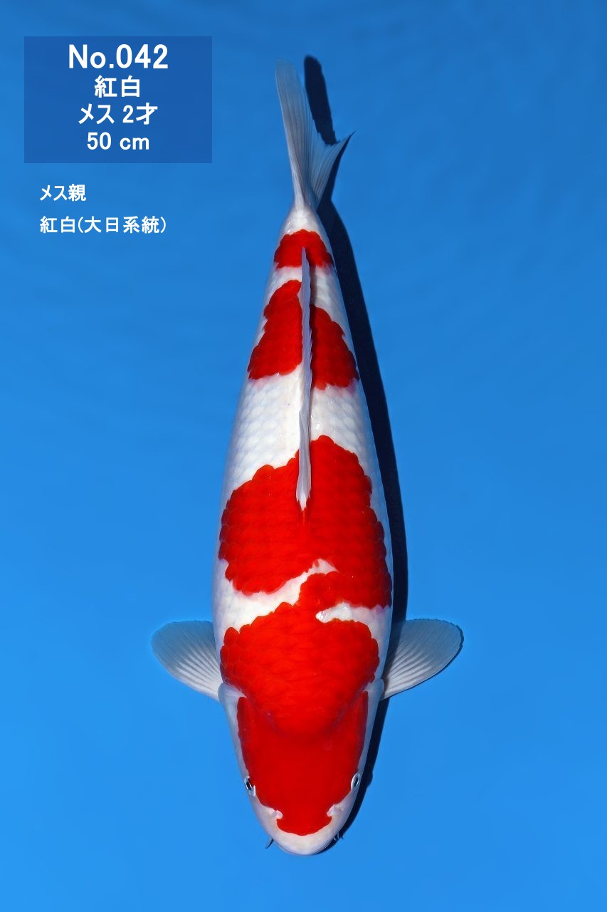 鯉