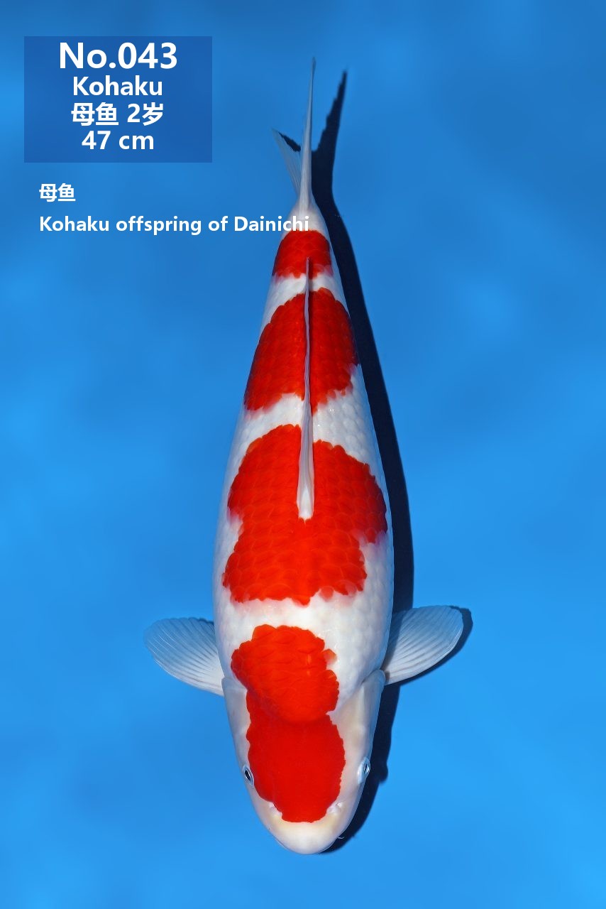 鯉