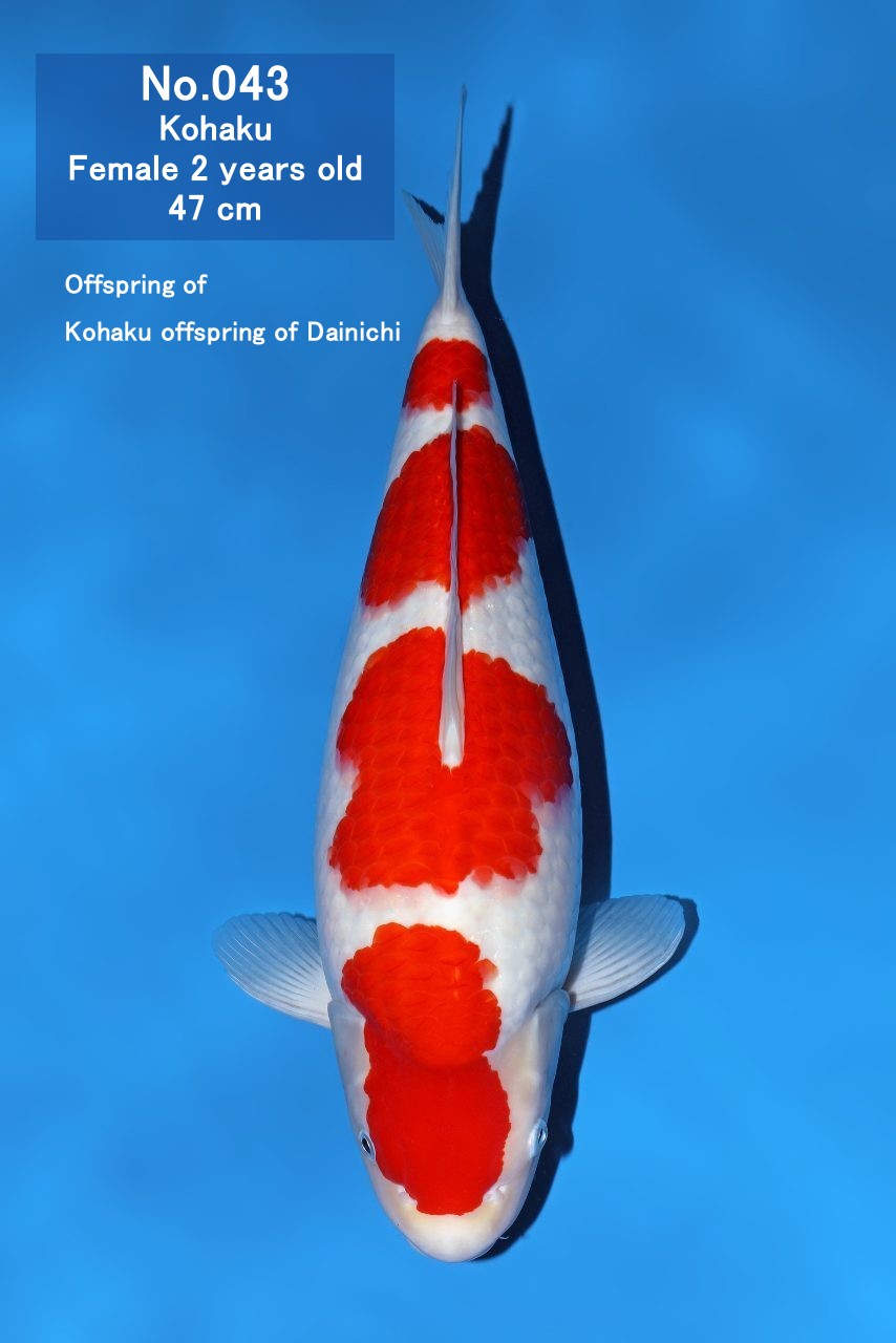 Koi
