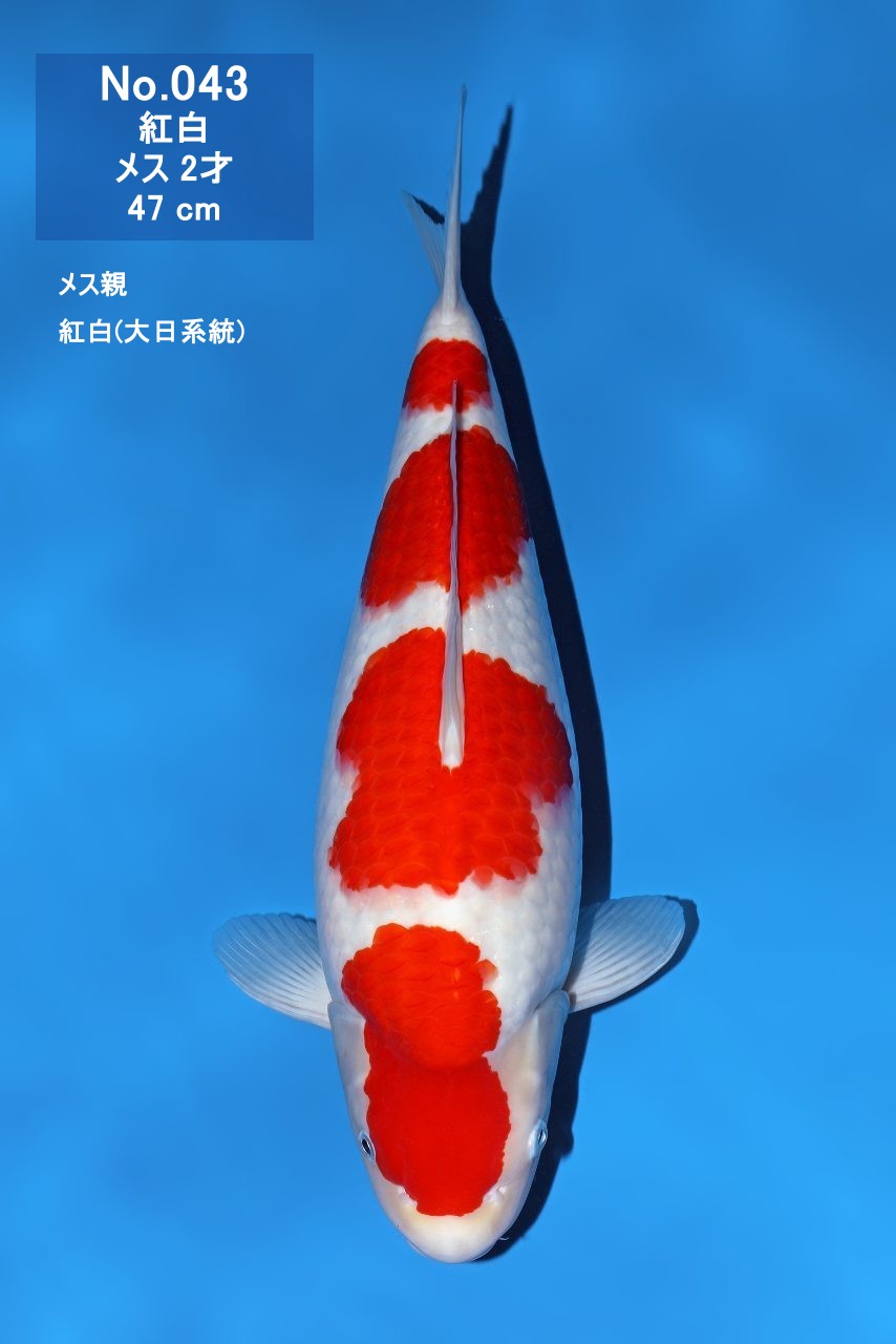 鯉