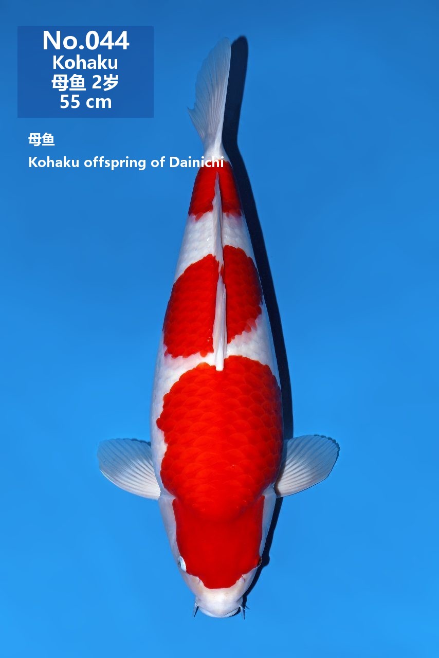 鯉