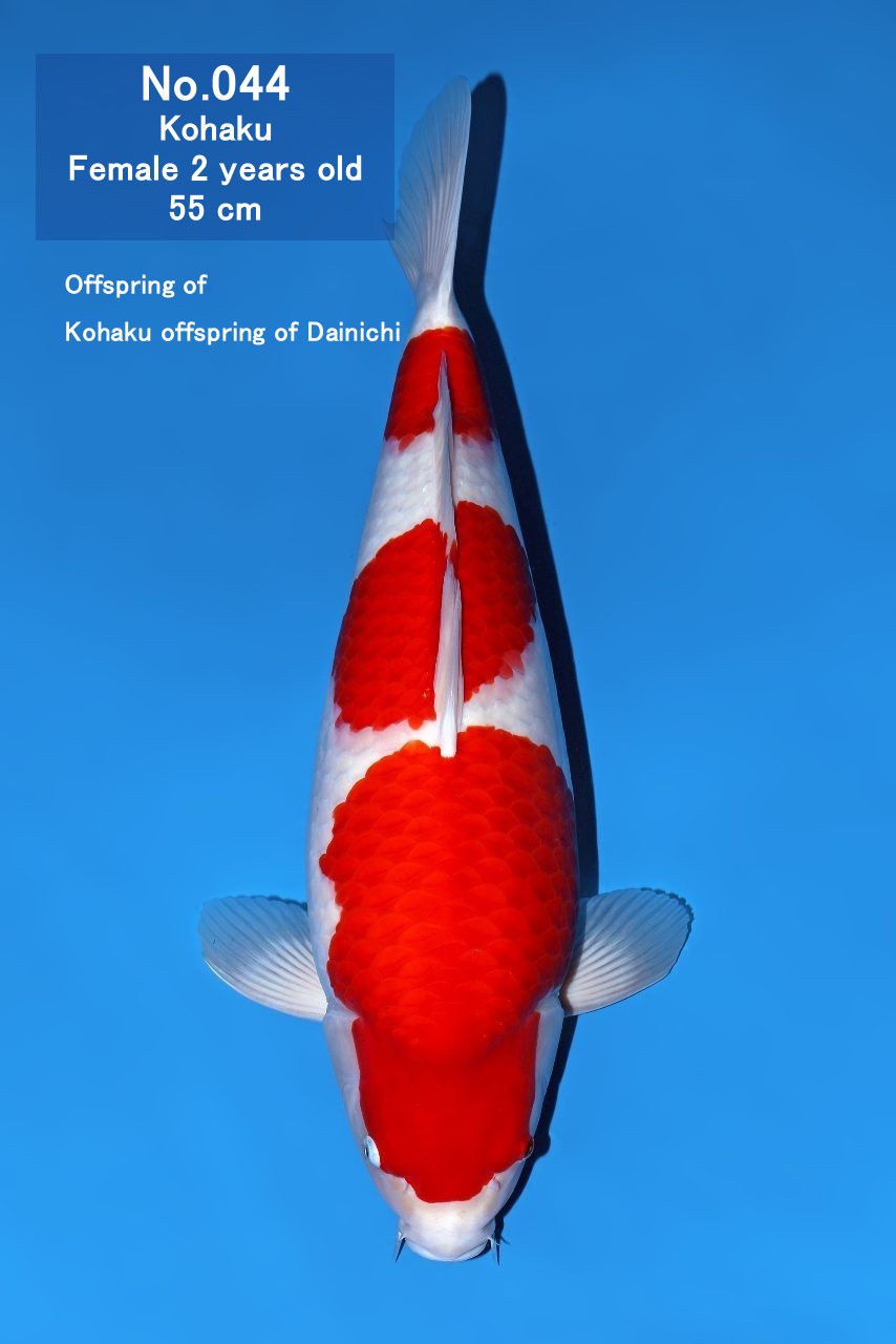 Koi