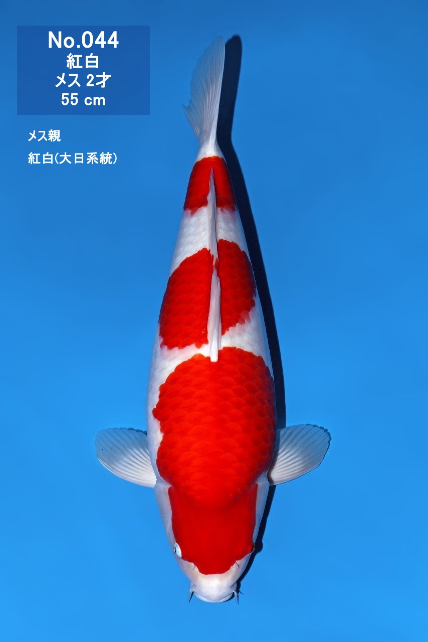 鯉