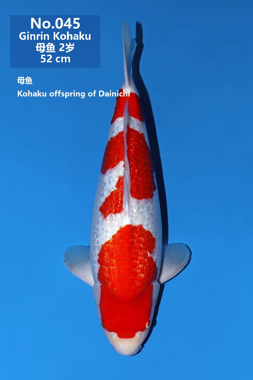 鯉