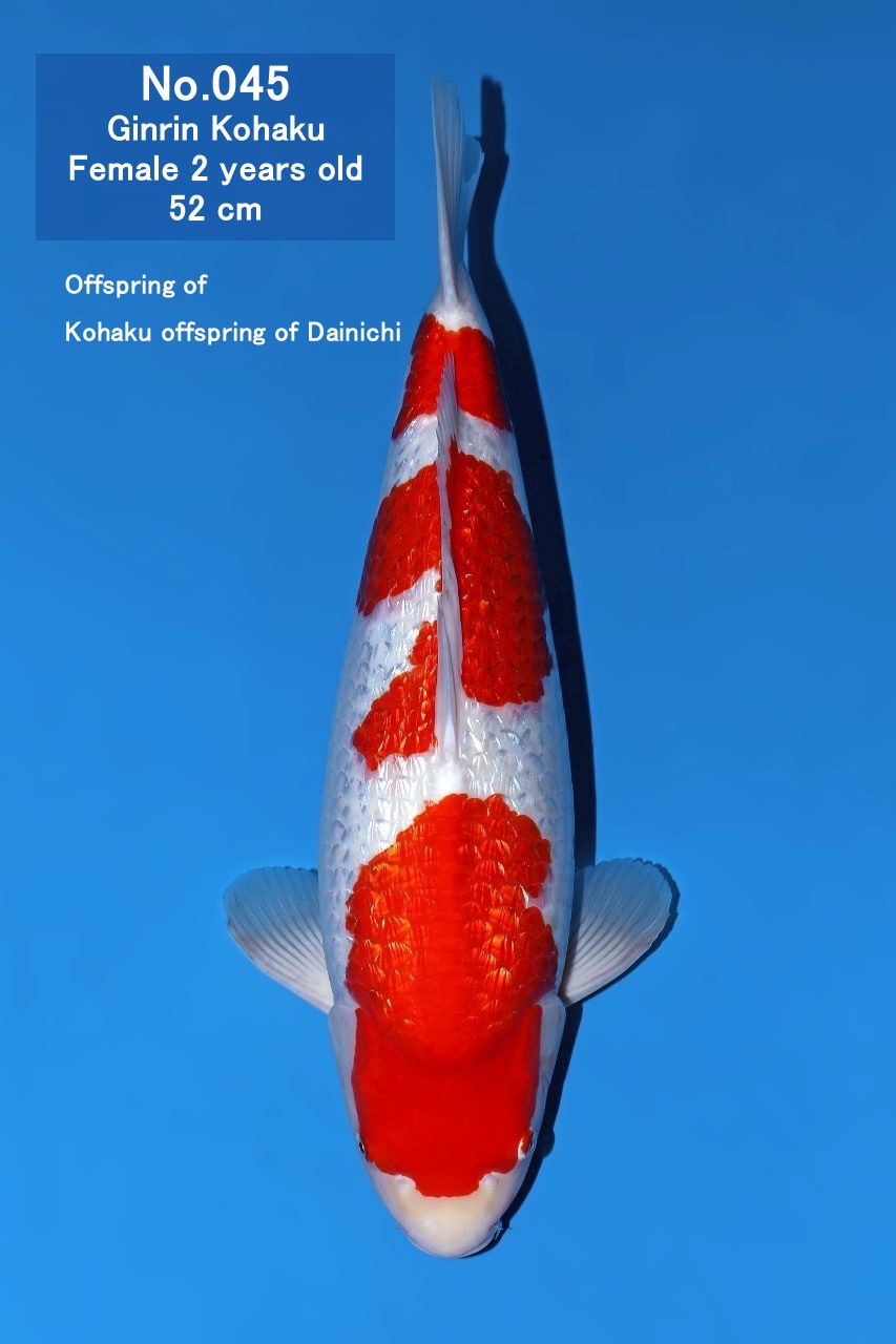Koi