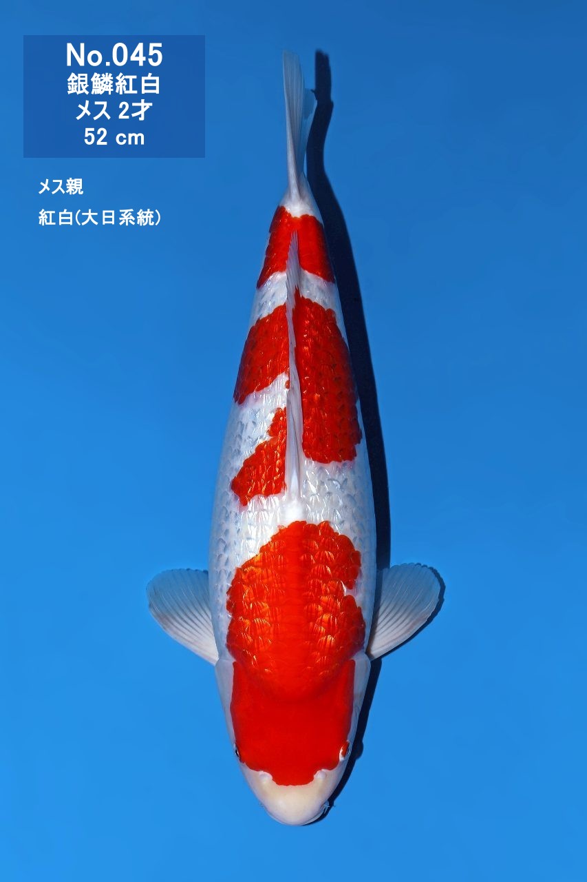 鯉