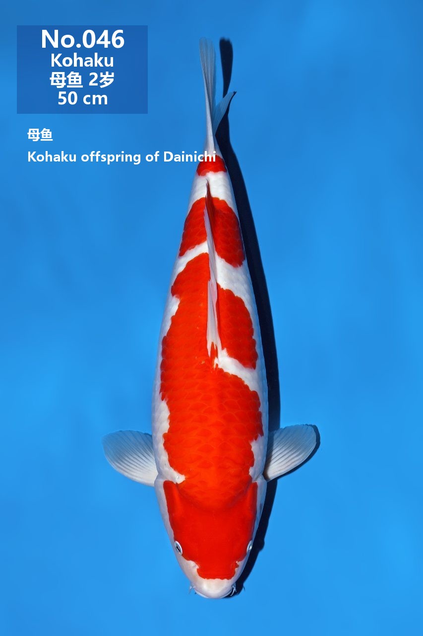 鯉