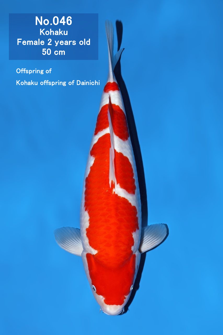 Koi