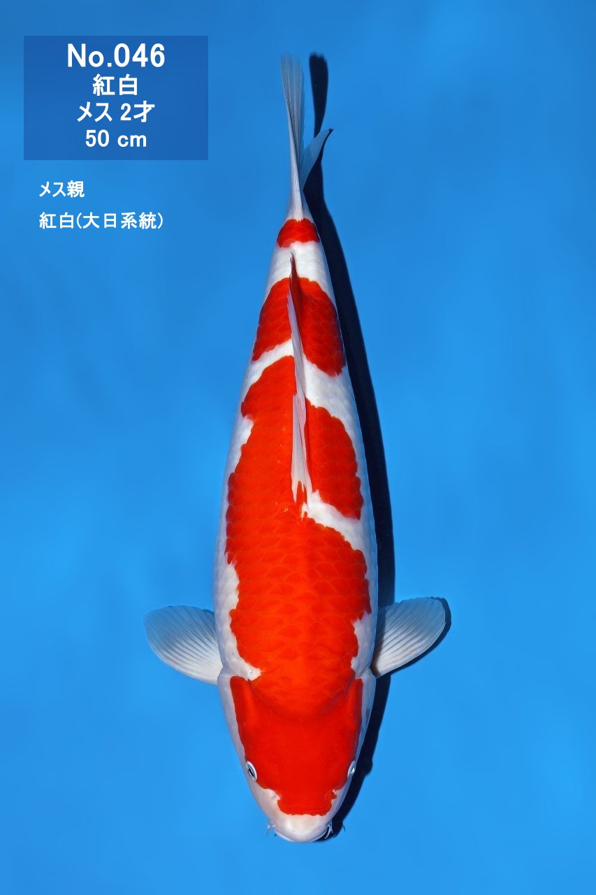 鯉