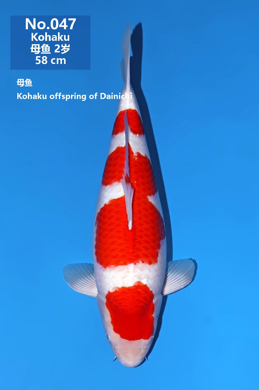 鯉
