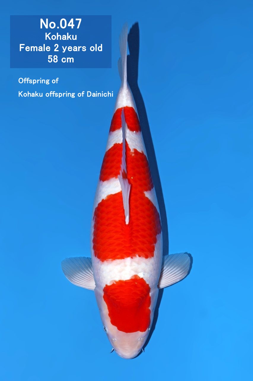 Koi