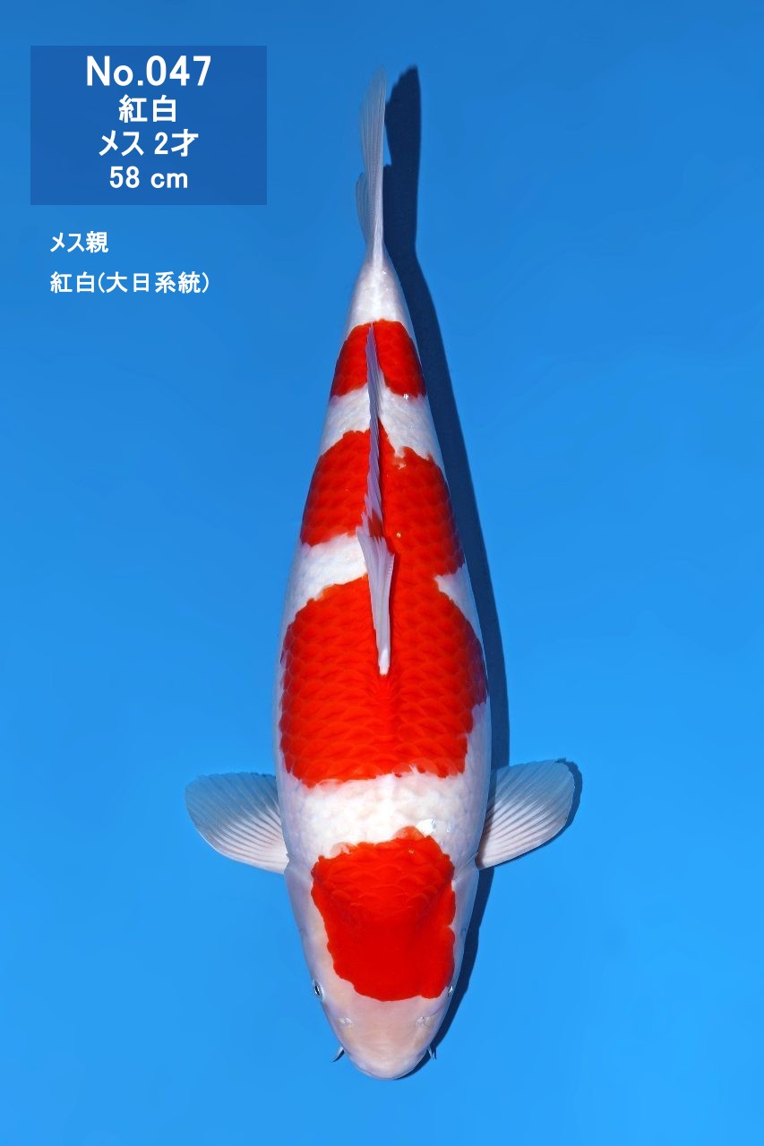 鯉
