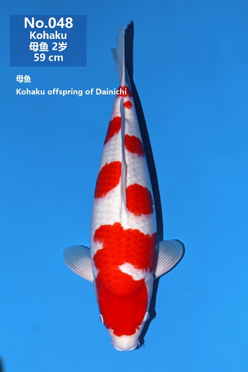 鯉