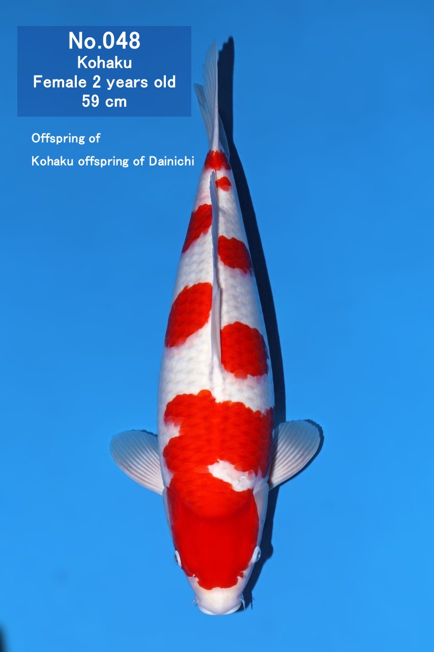 Koi