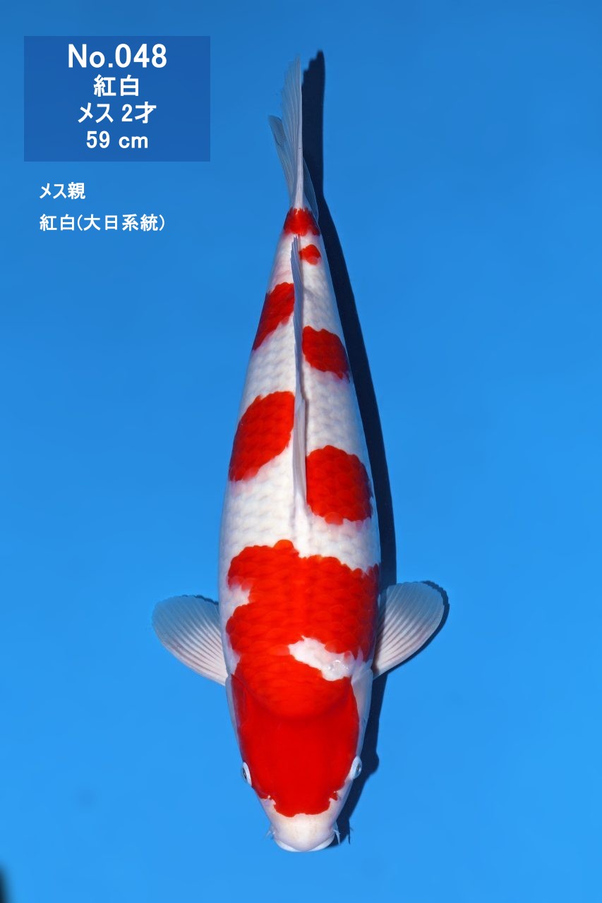鯉