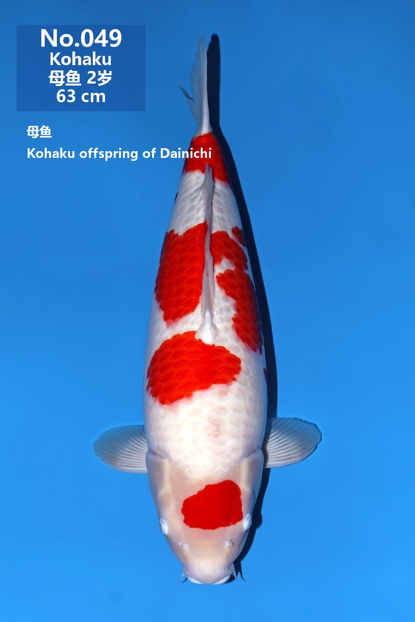 鯉