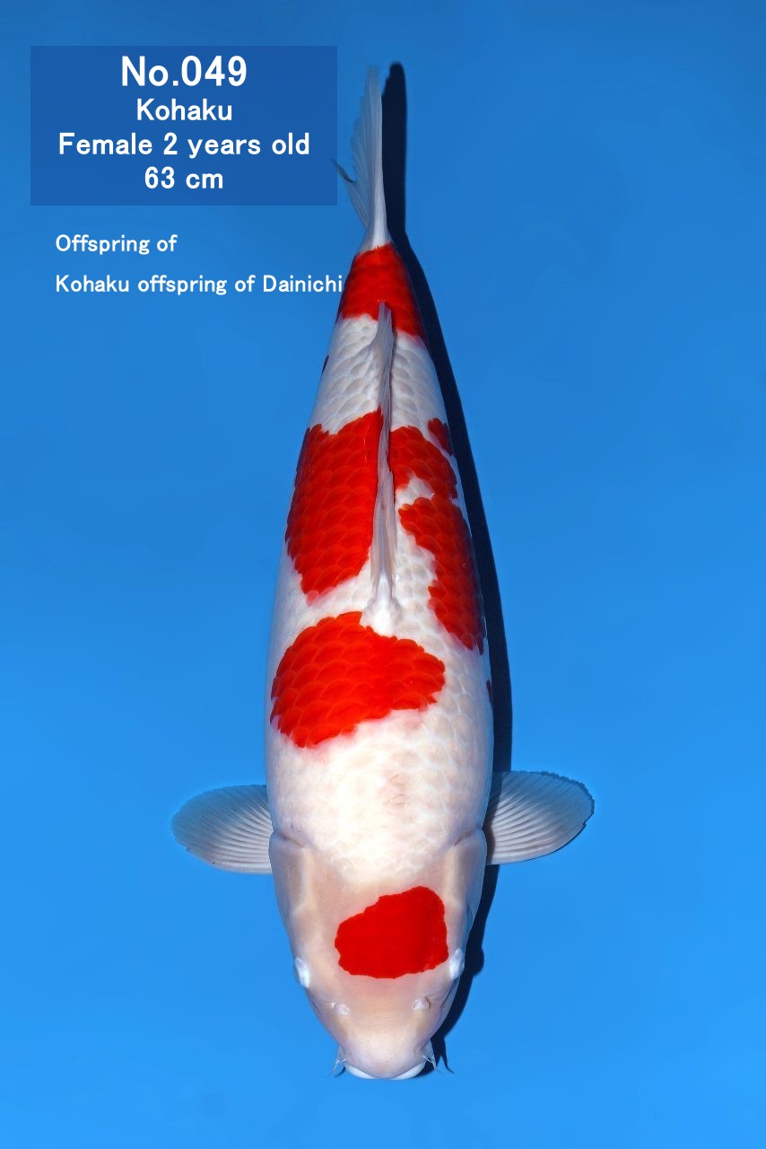 Koi