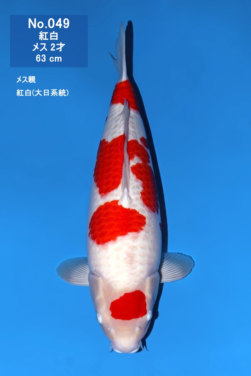鯉