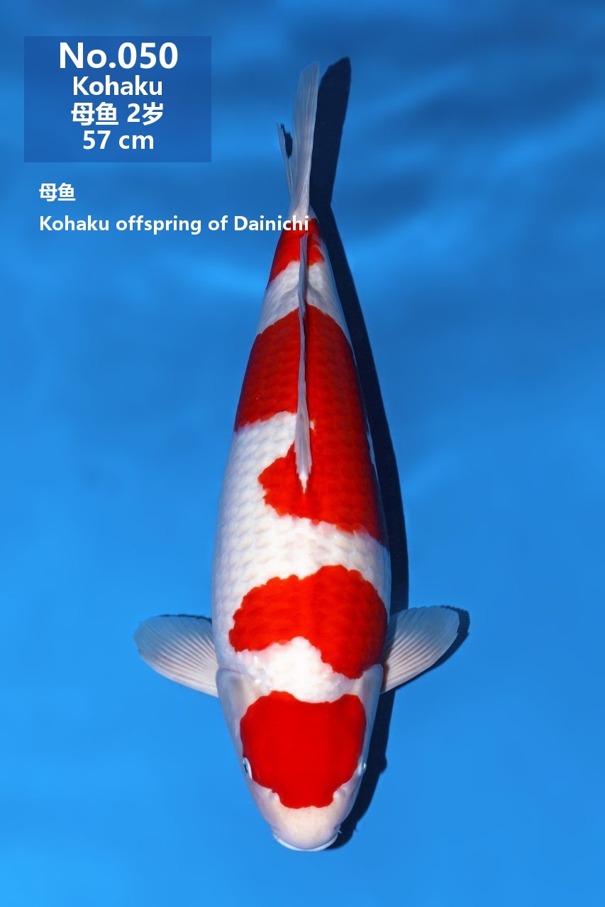 鯉