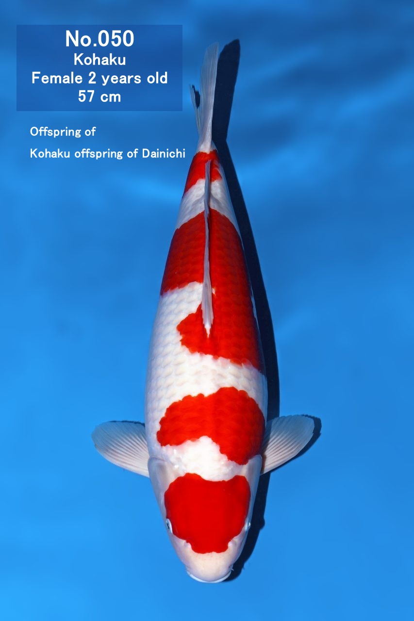 Koi