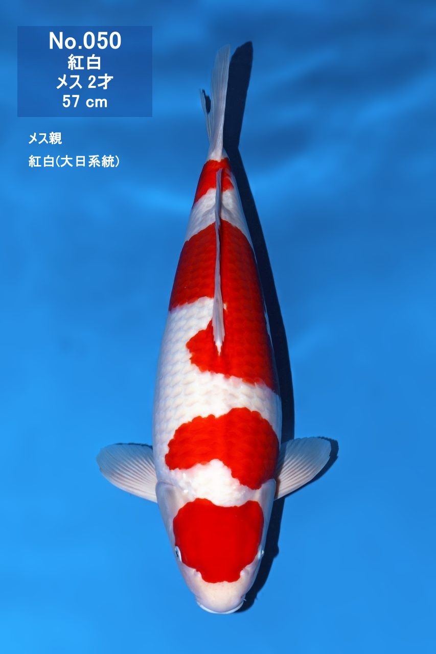 鯉