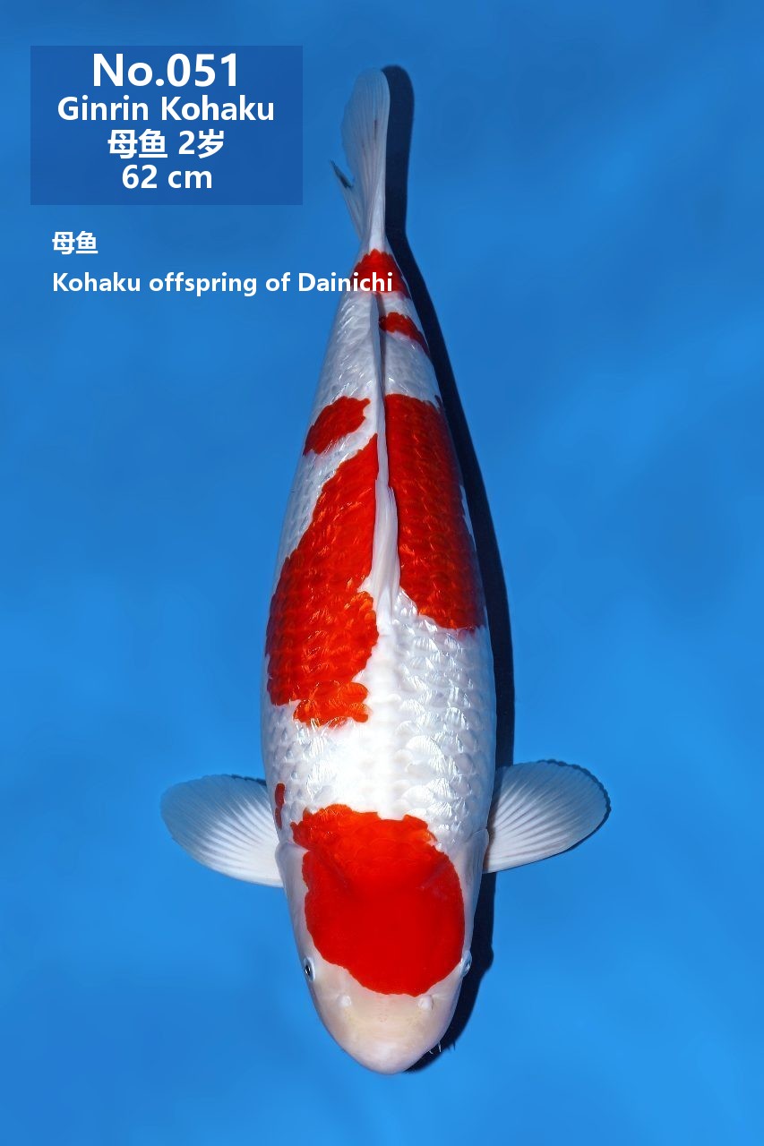 鯉