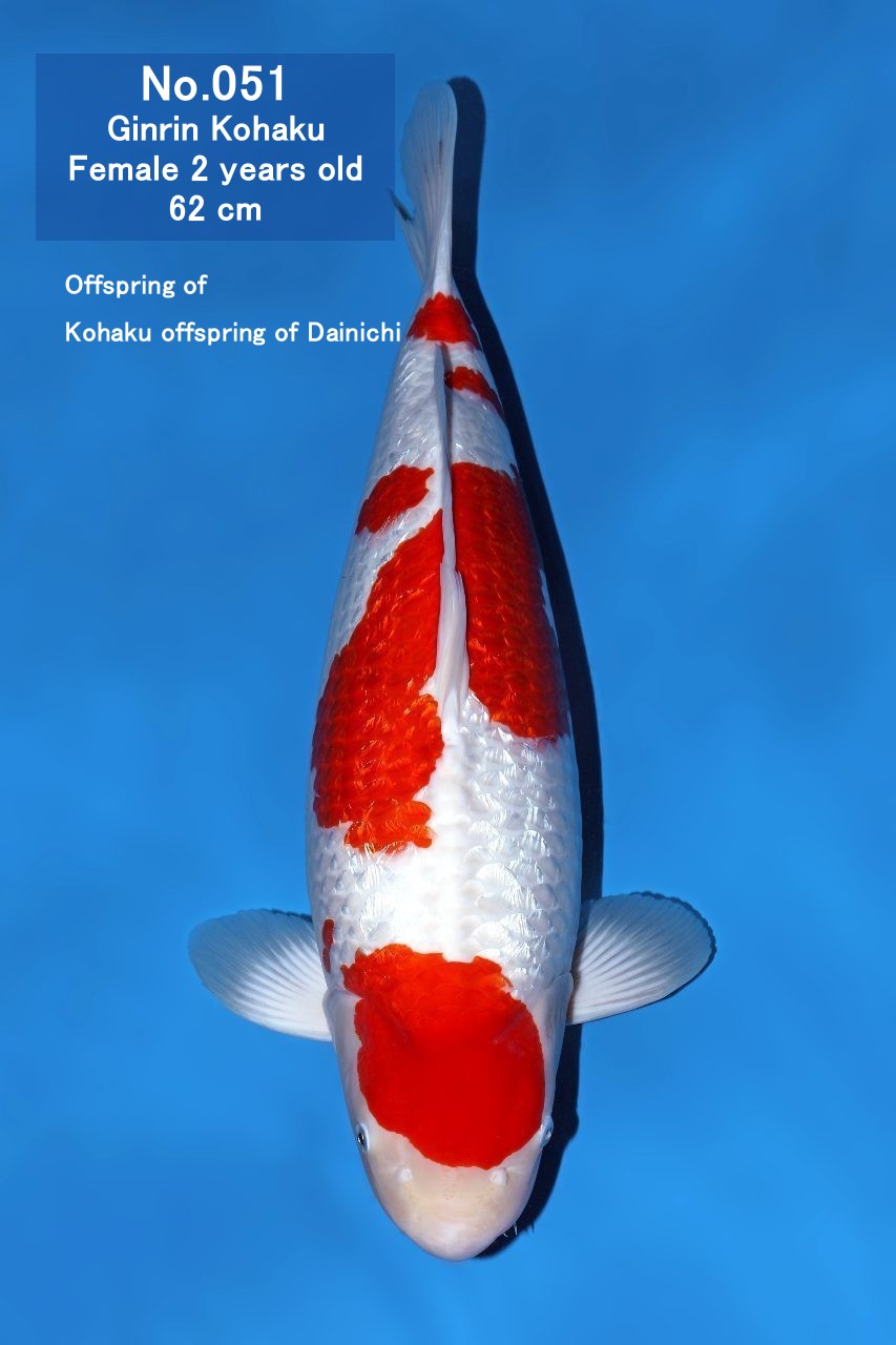 Koi