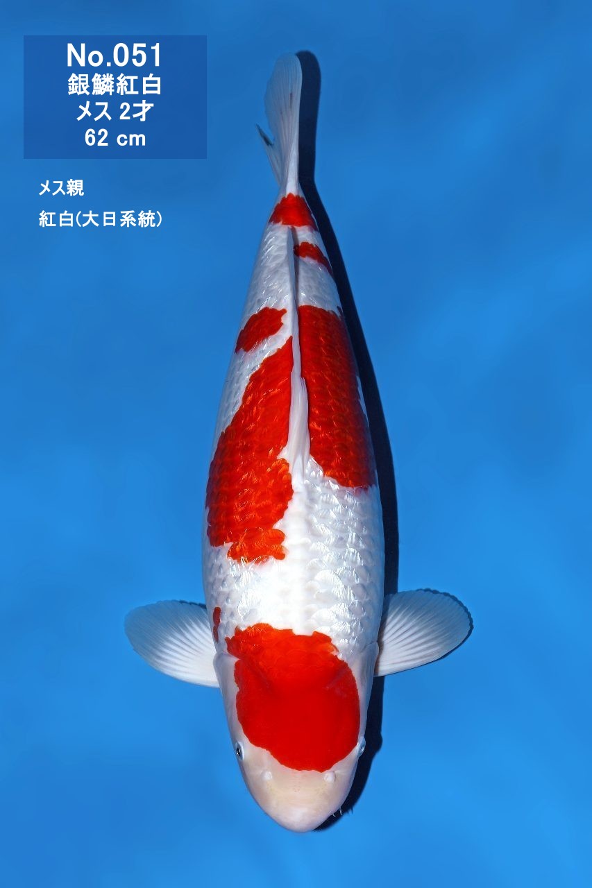 鯉