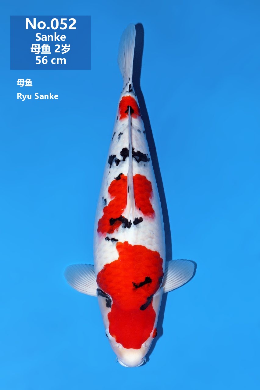 鯉